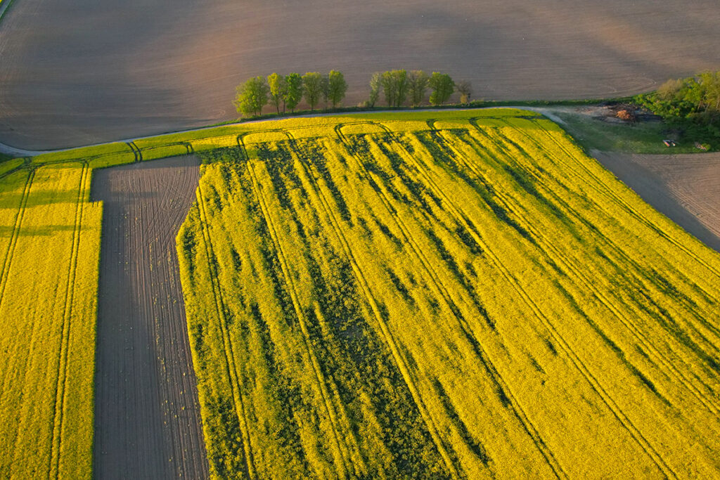 Pole żółtego rzepaku z widocznymi szkodami łowieckimi, zdjęcie dronem. Szacowanie szkód łowieckich. Usługi dronem w rolnictwie